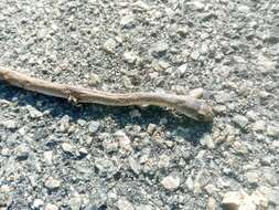 Image of Rufous beaked snake