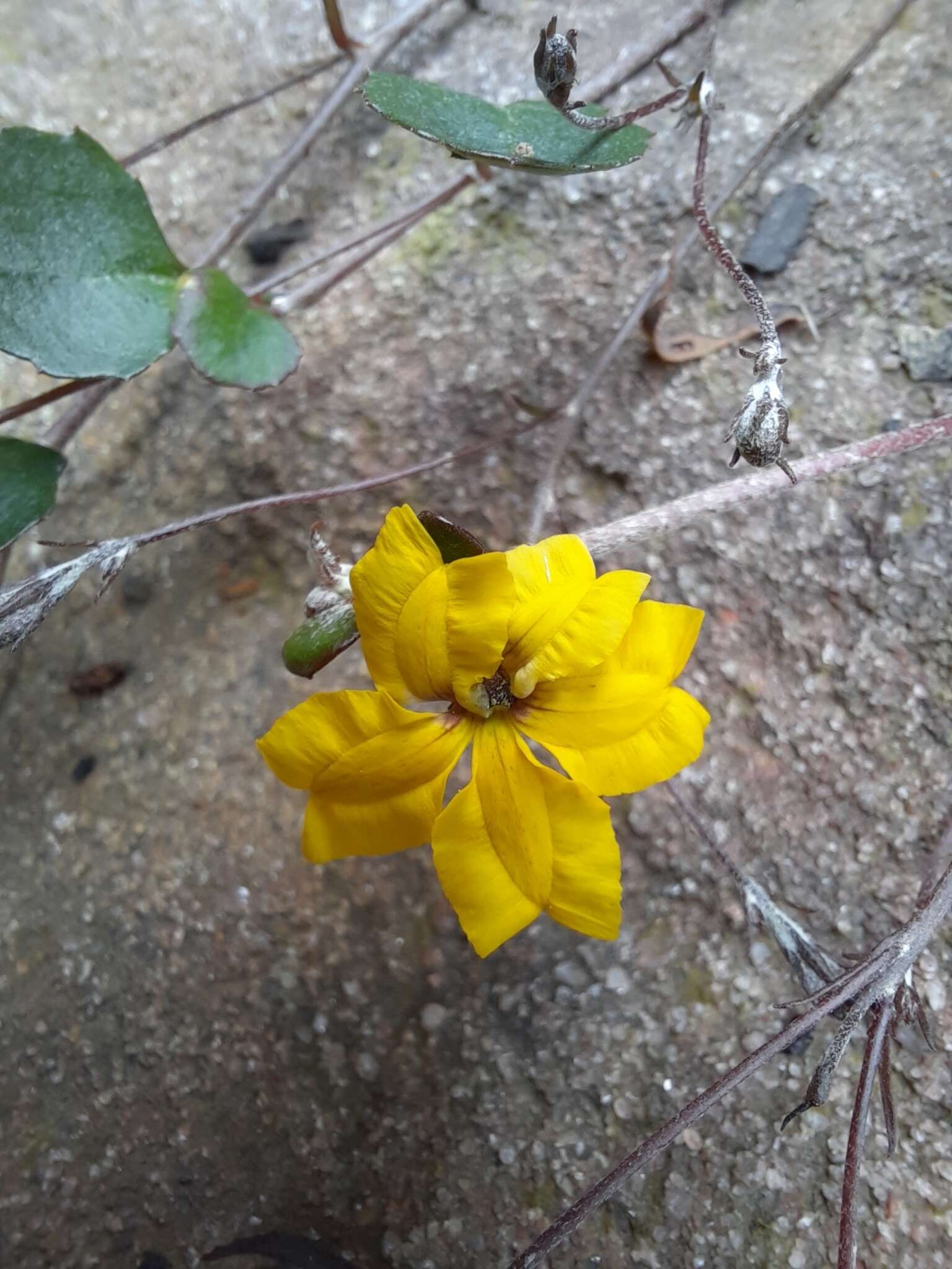 Image of Goodenia hederacea Sm.