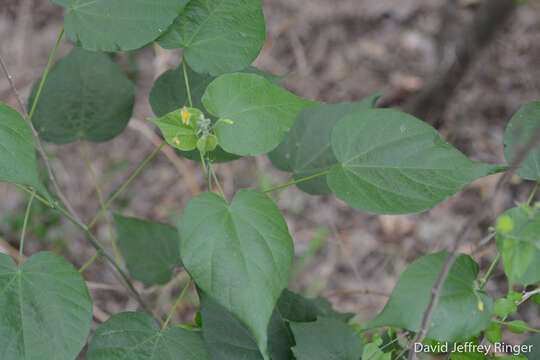 Image of big yellow velvetleaf