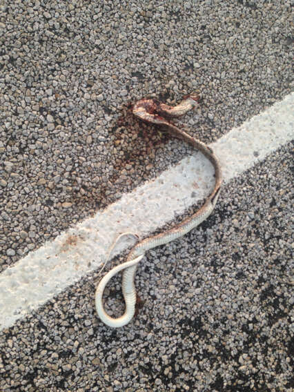 Image of Baja California Coachwhip