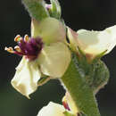 Image of Verbascum rotundifolium subsp. haenseleri (Boiss.) Murb.