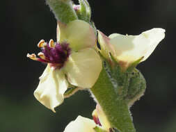 Imagem de Verbascum rotundifolium subsp. haenseleri (Boiss.) Murb.