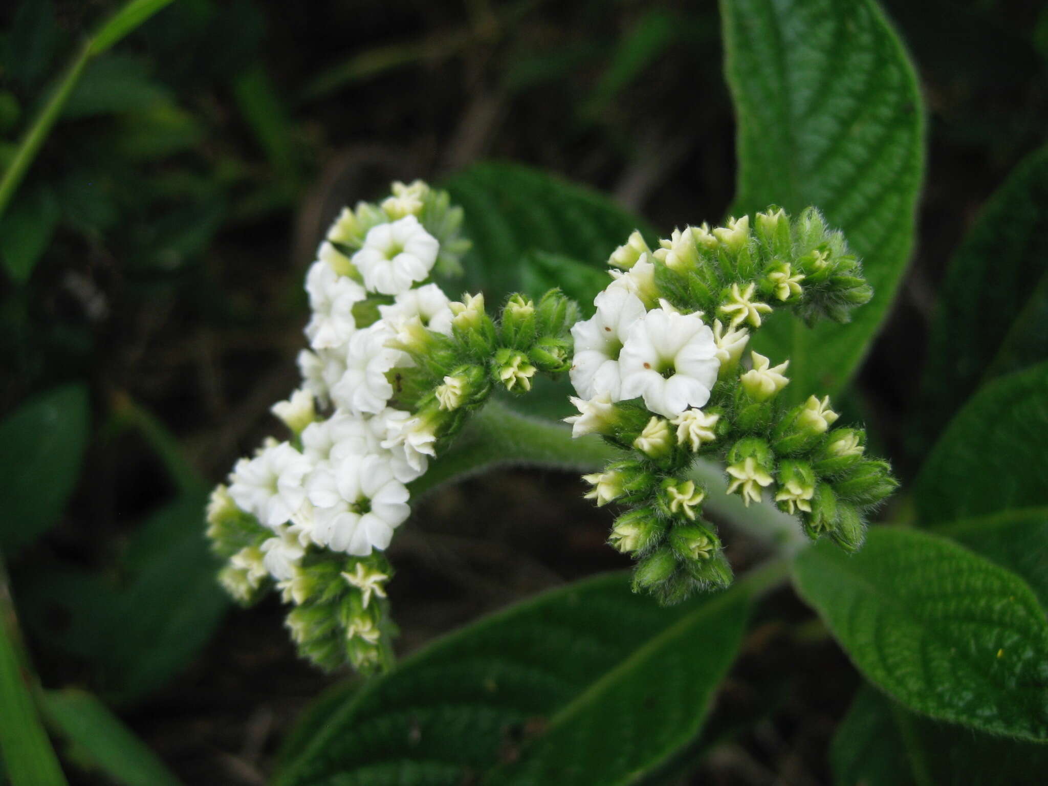 صورة Tournefortia rufosericea Hook. fil.