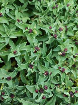 Image of Euphorbia portulacoides L.