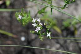 Image of diamondflowers