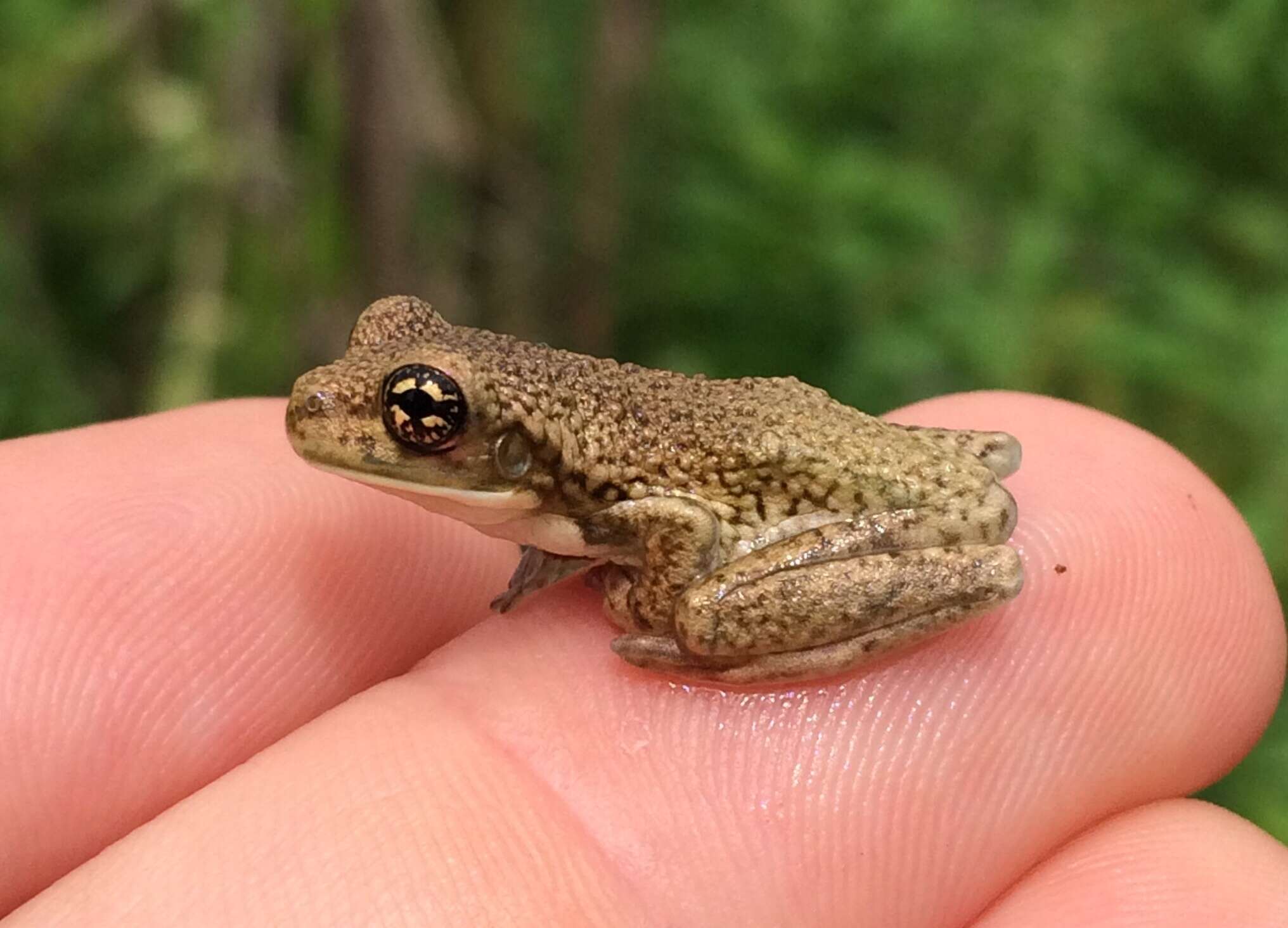 Image of marbled tree frog