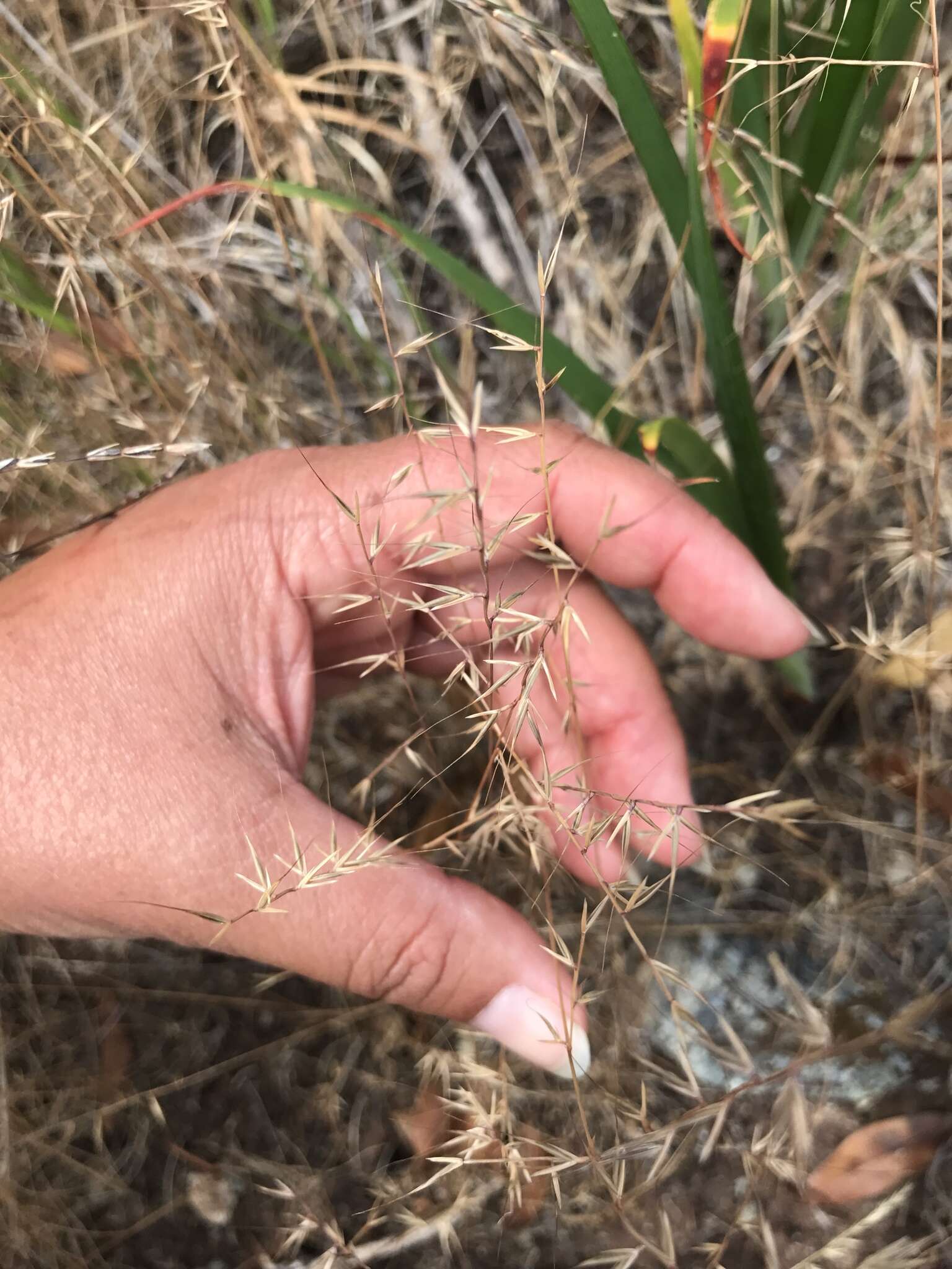 Image of small fescue