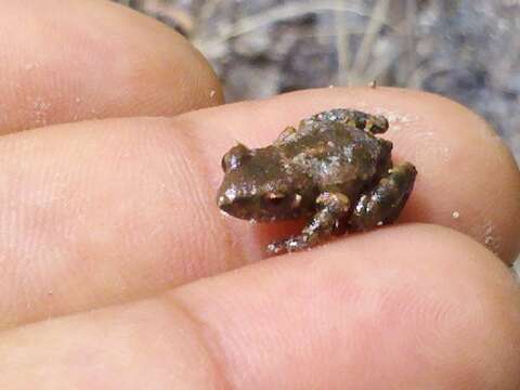 Image of Eleutherodactylus nitidus (Peters 1870)