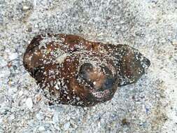 Image of Cunjevoi sea squirt