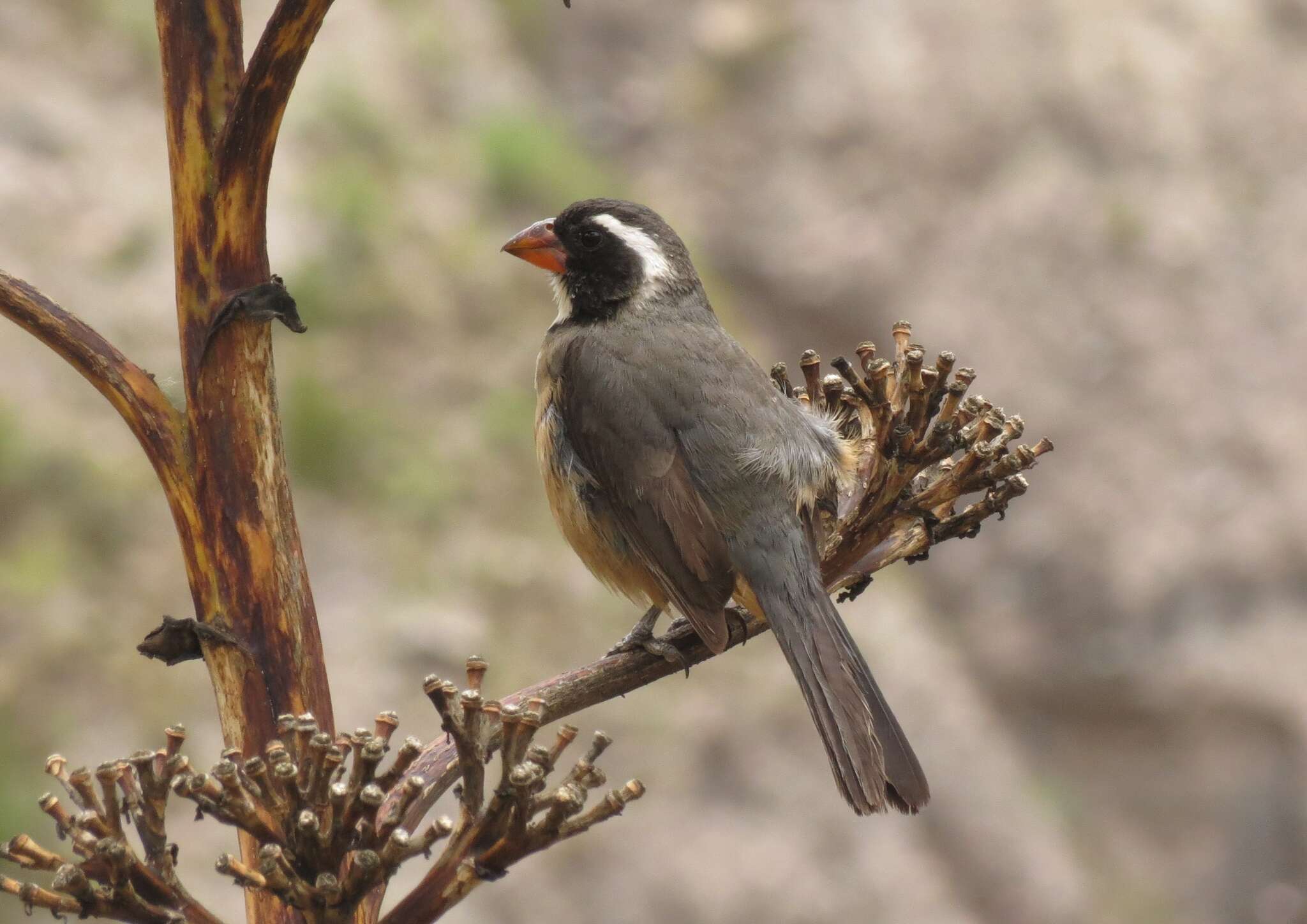 Image of Golden-billed Saltator