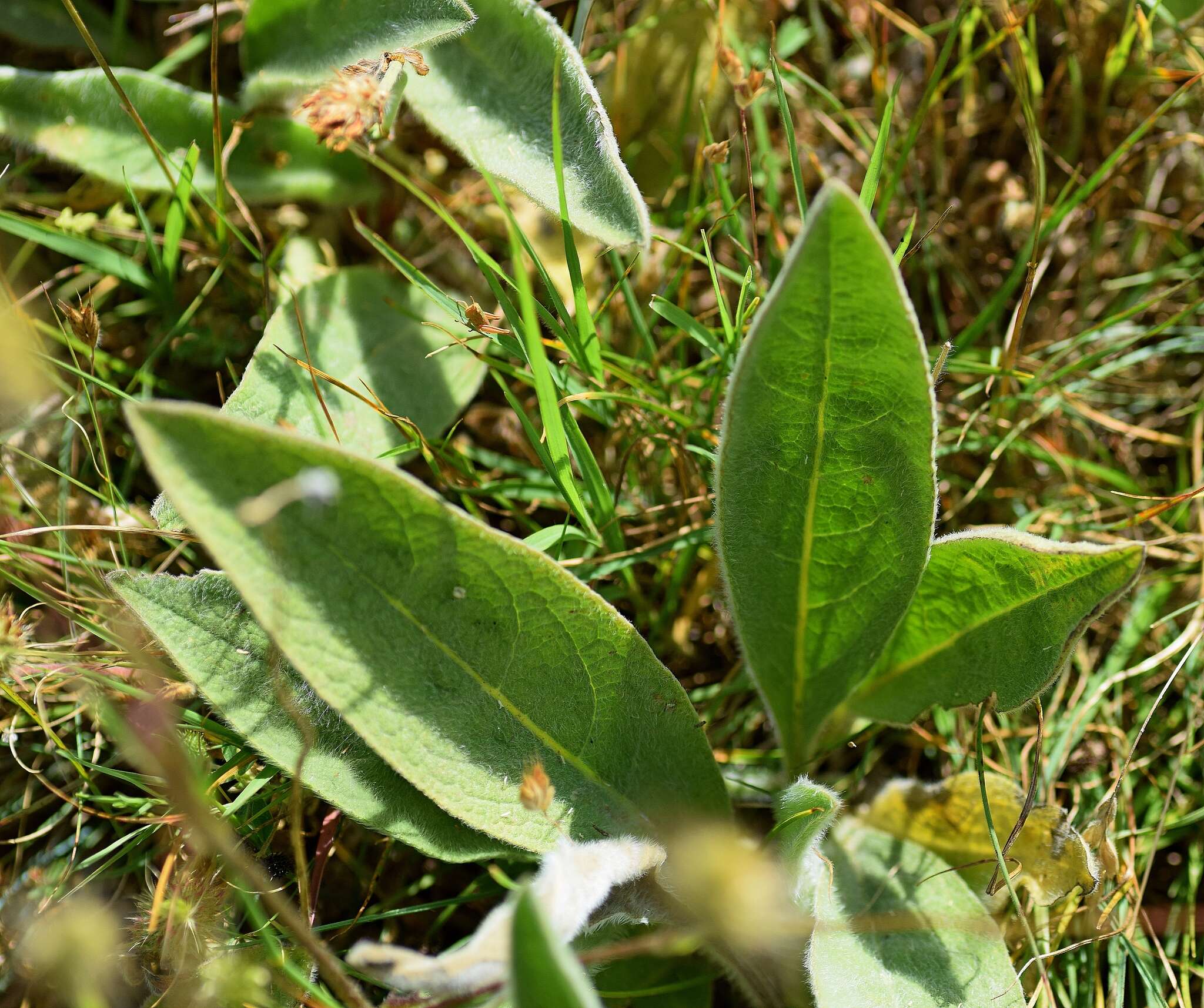 Image of Pentanema oculus-christi (L.) D. Gut. Larr., Santos-Vicente, Anderb., E. Rico & M. M. Mart. Ort.