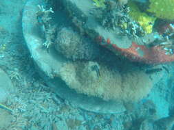 Image of Mozambique Fangblenny