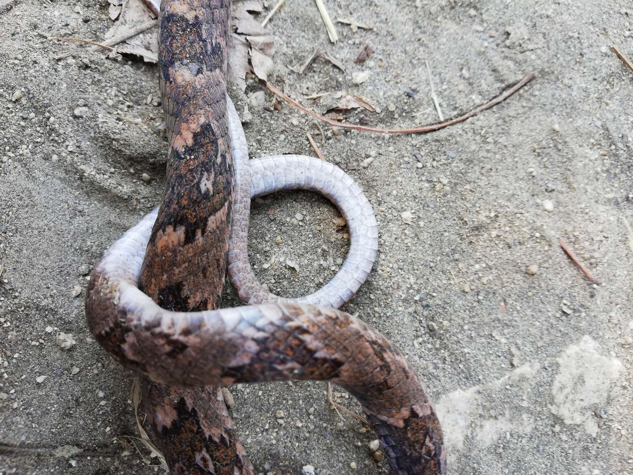 Image of Coastal Lyre Snake