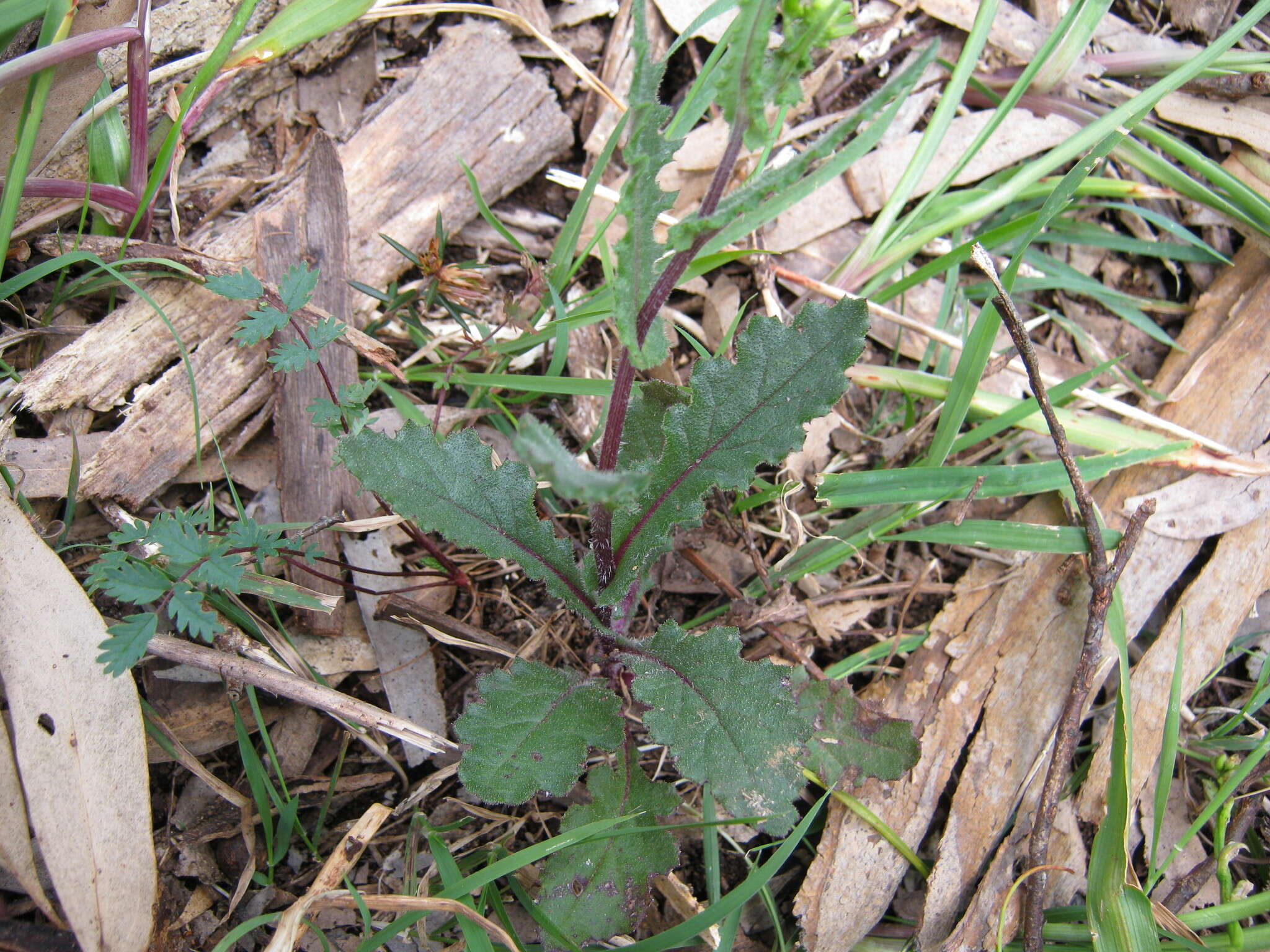 Image of Erechtites picridioides Turcz.