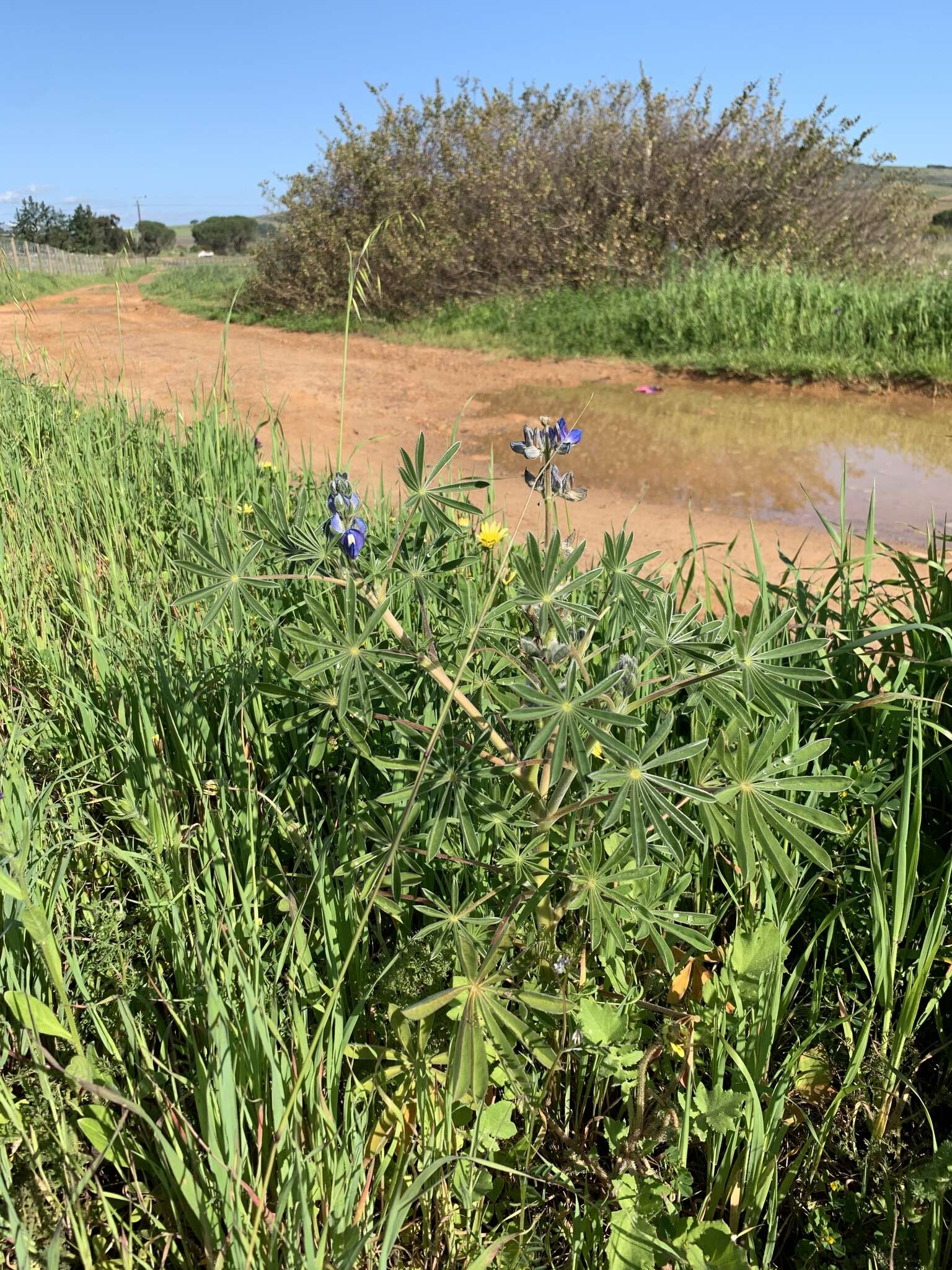 Image of Lupinus cosentinii Guss.