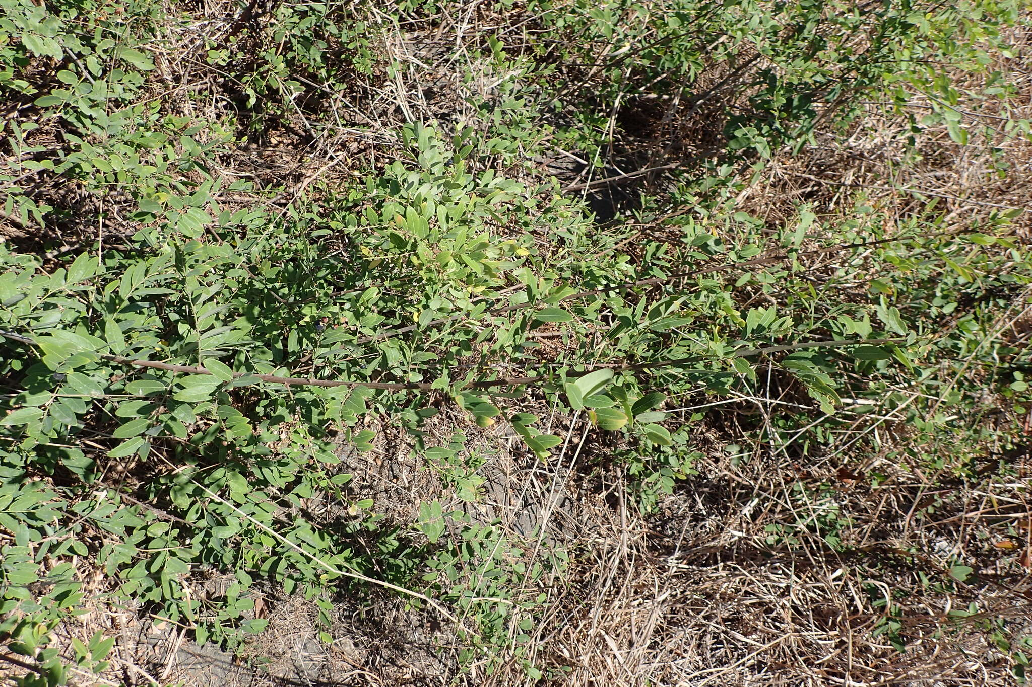 Image of Potato bush