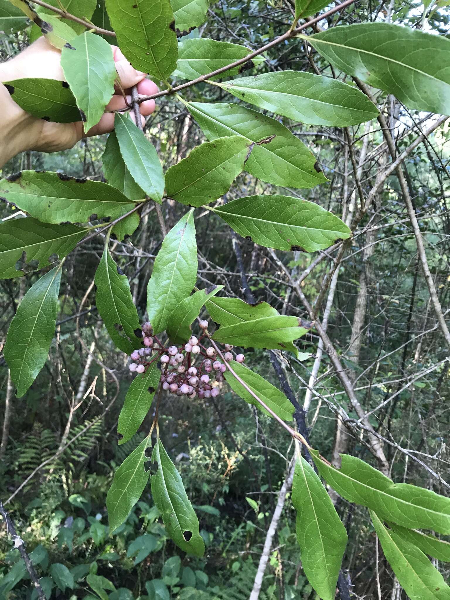 Viburnum nudum var. cassinoides (L.) Torr. & A. Gray的圖片