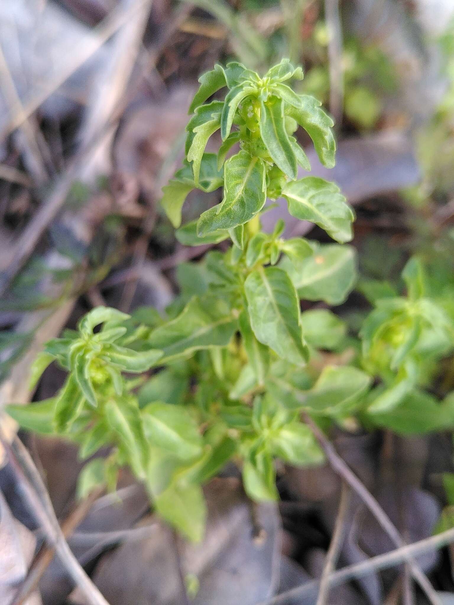 Image of Mercurialis huetii Hanry