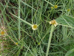 Image of Cyperus erectus (Schumach.) Mattf. & Kük.