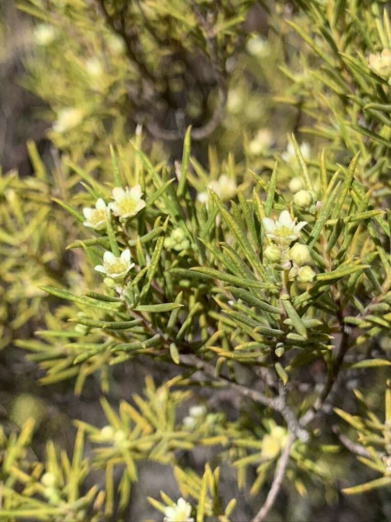 Image of Diosma acmaeophylla Eckl. & Zeyh.