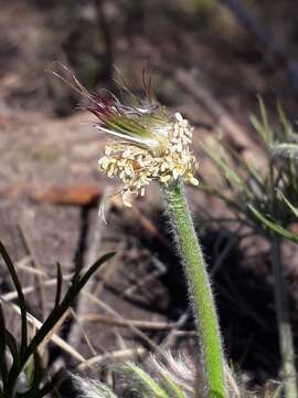 Image of Pulsatilla patens subsp. angustifolia (Turcz.) Grey-Wilson