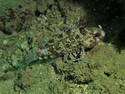 Image of false scorpionfishes