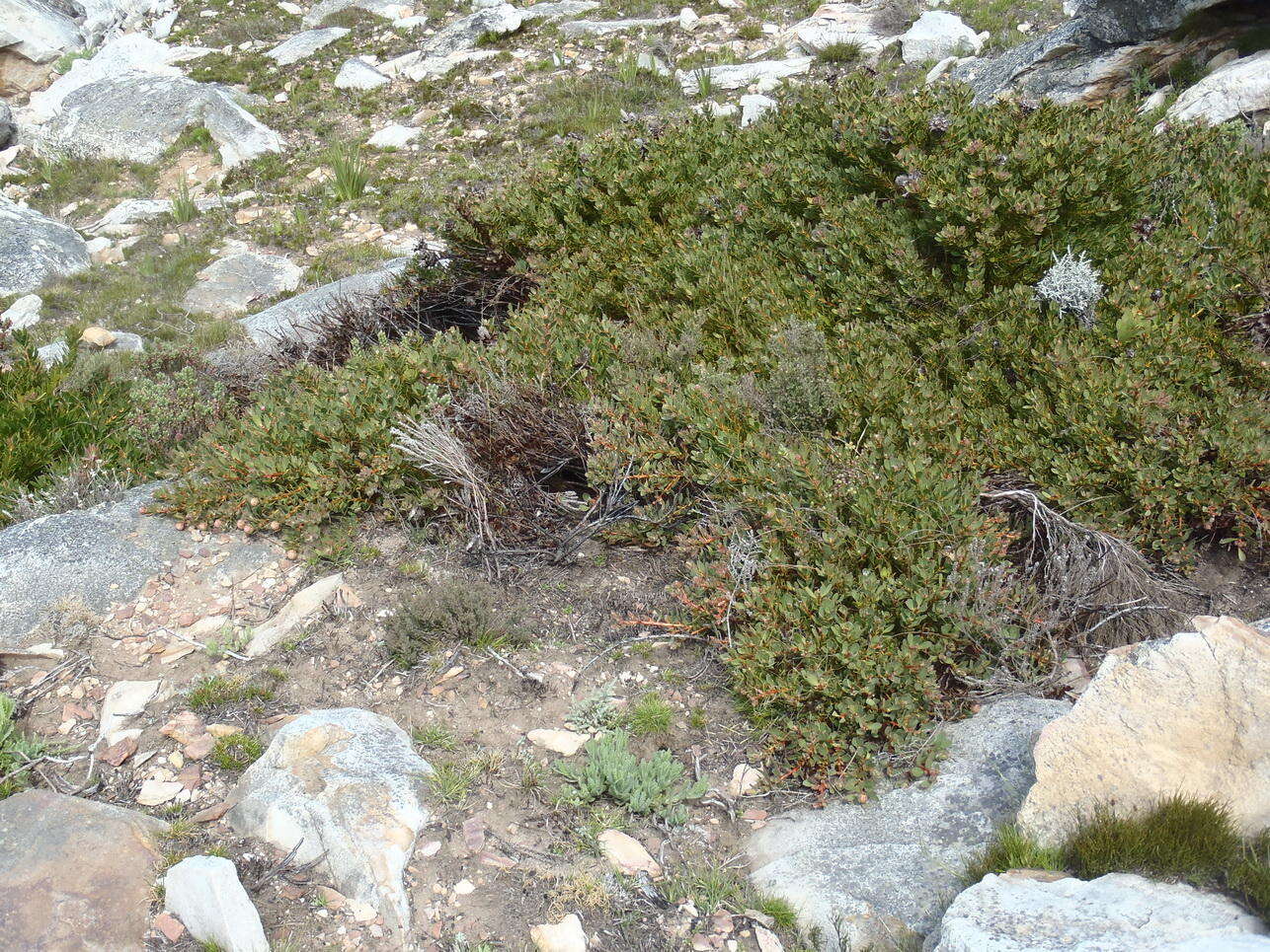 Image of Protea venusta Compton