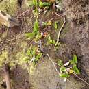 Image of Asplenium obtusatum subsp. obtusatum