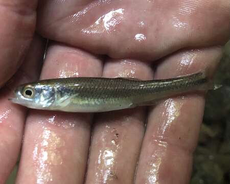 Image of Blueside Shiner