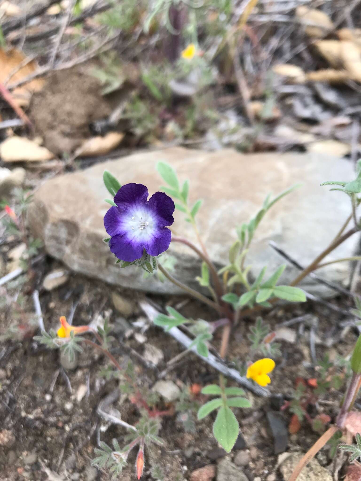 Phacelia davidsonii A. Gray resmi