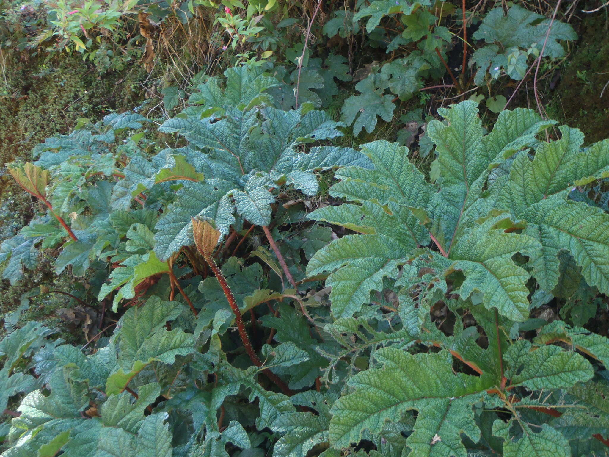 Image of Gunnera talamancana H. Weber & Mora