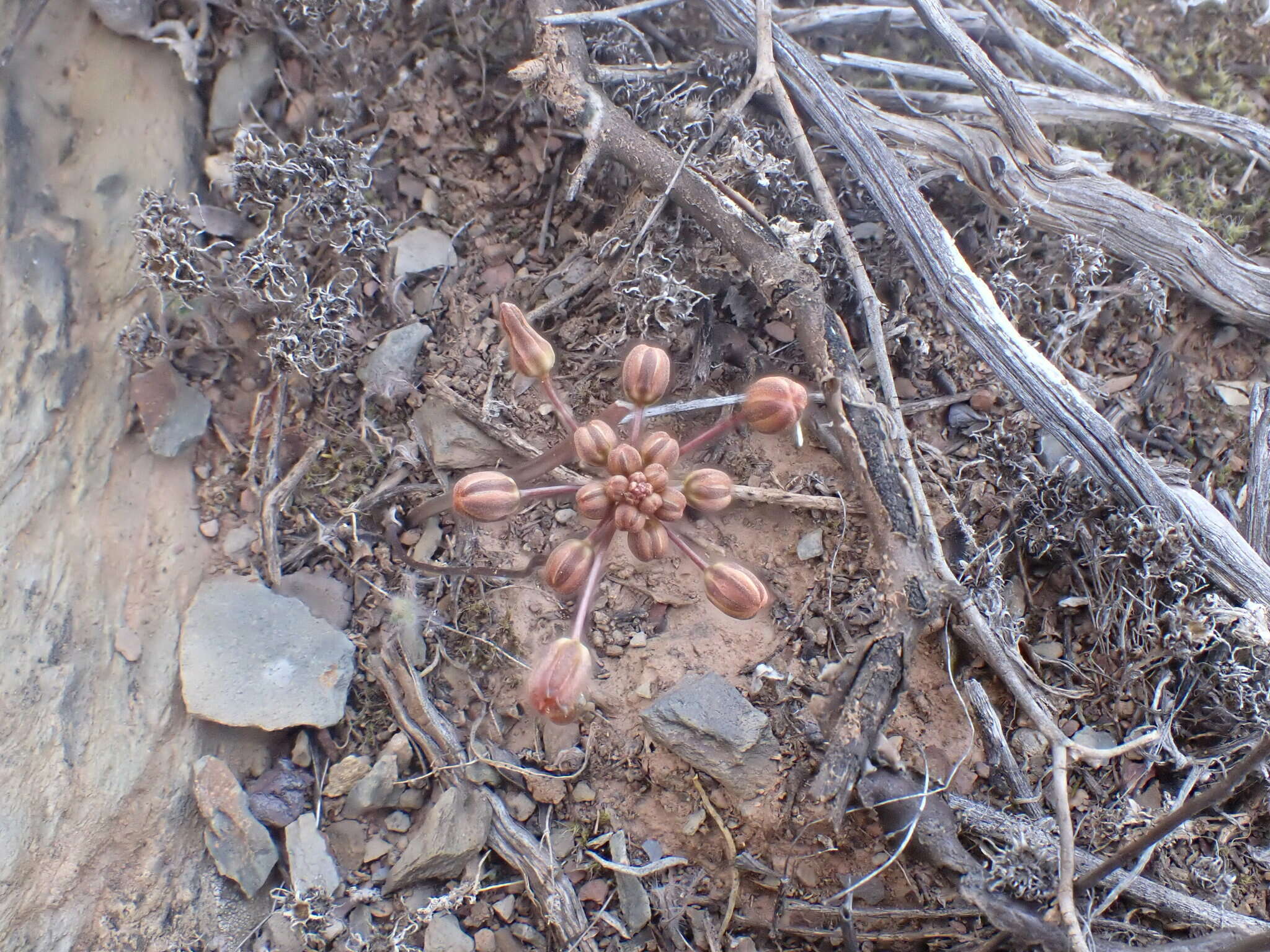 Image of Drimia vermiformis J. C. Manning & Goldblatt