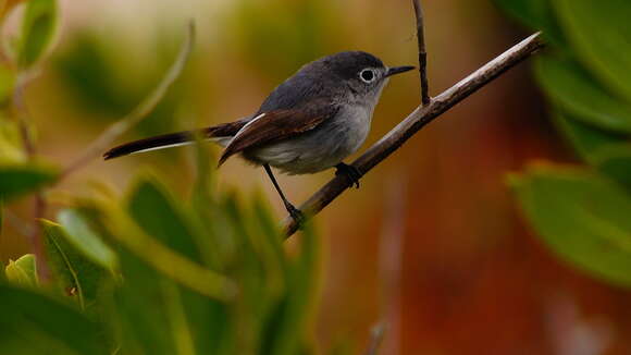 Image of Polioptila caerulea cozumelae Griscom 1926