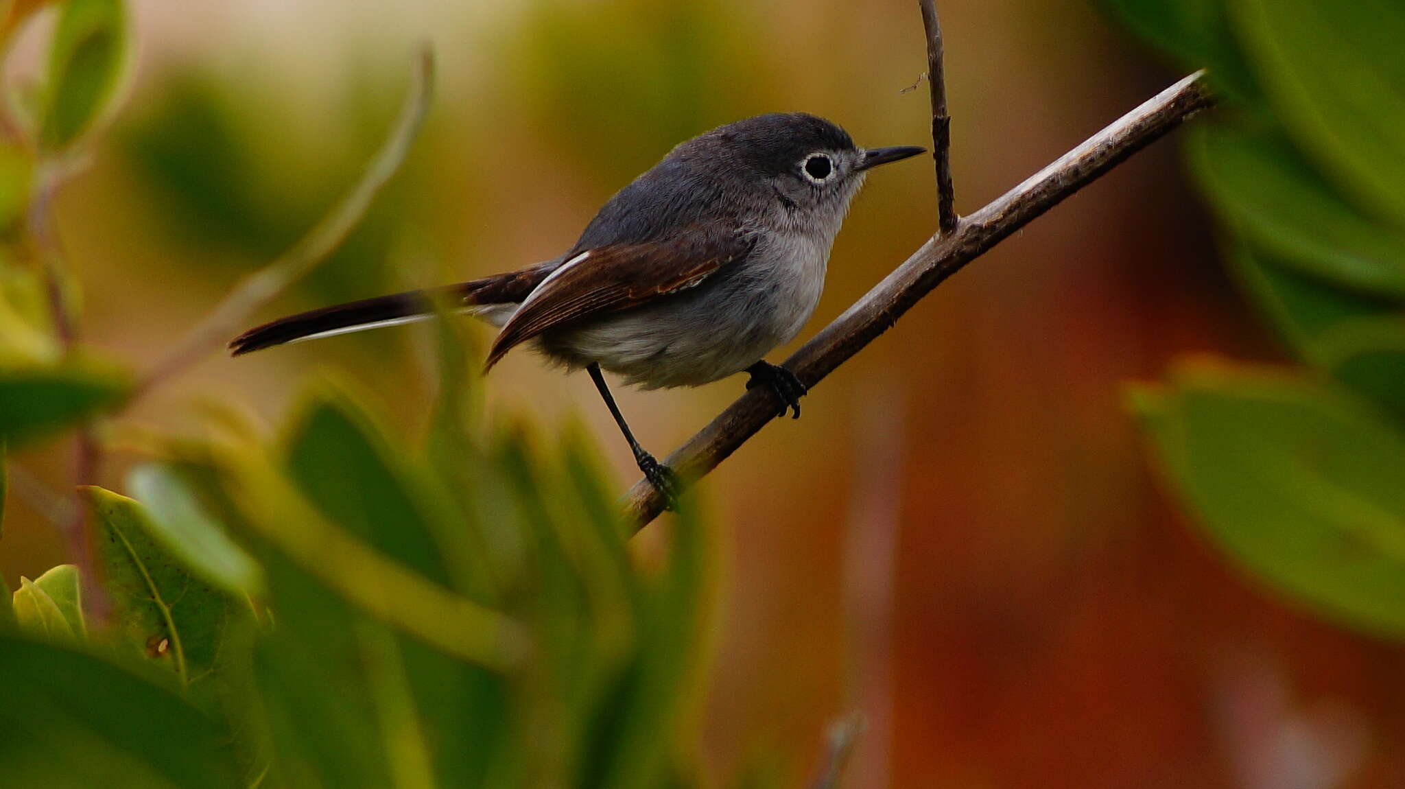 صورة Polioptila caerulea cozumelae Griscom 1926