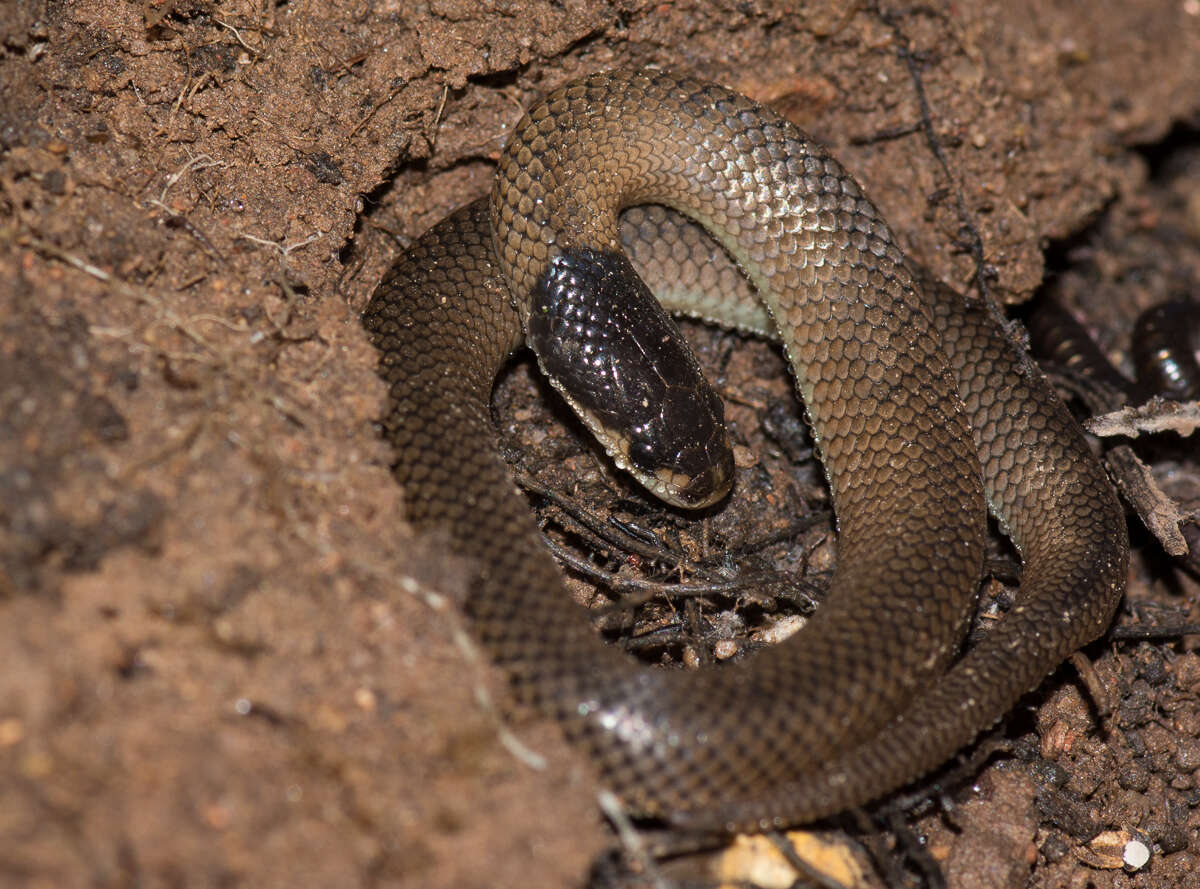 Image of Little Whip Snake