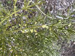 Image of Colletia hystrix Clos