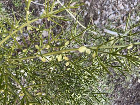 صورة Colletia hystrix Clos