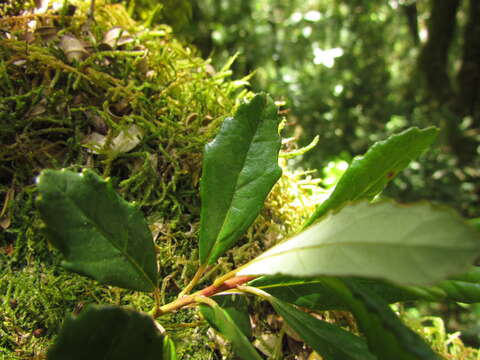 Image of Crinodendron brasiliense Reitz & L. B. Smith