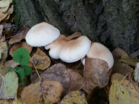 Image of Cyclocybe aegerita (V. Brig.) Vizzini 2014