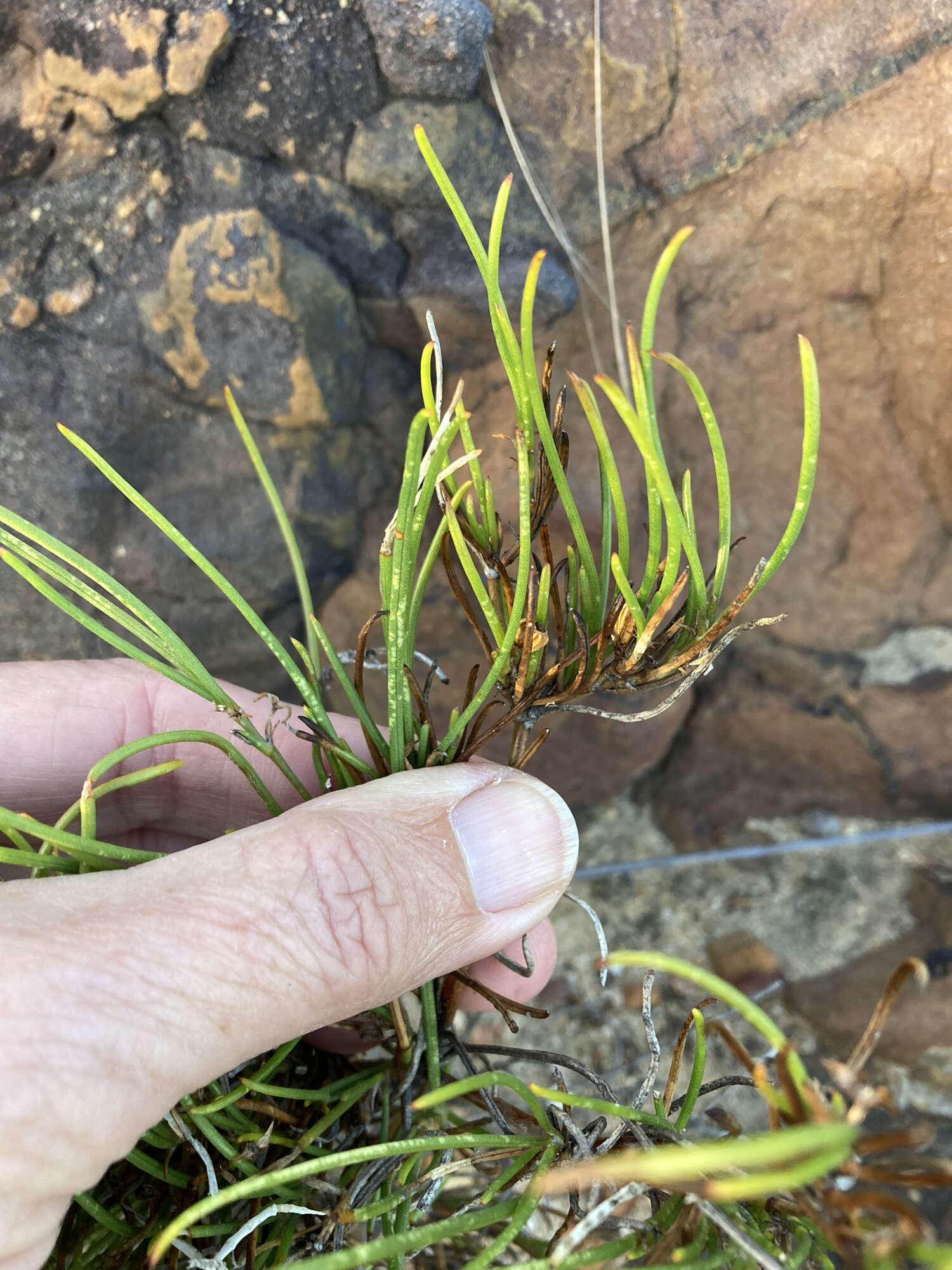 Image of Centella macrocarpa (Rich.) Adamson