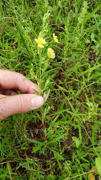 Image of Crocanthemum rosmarinifolium (Pursh) Janchen