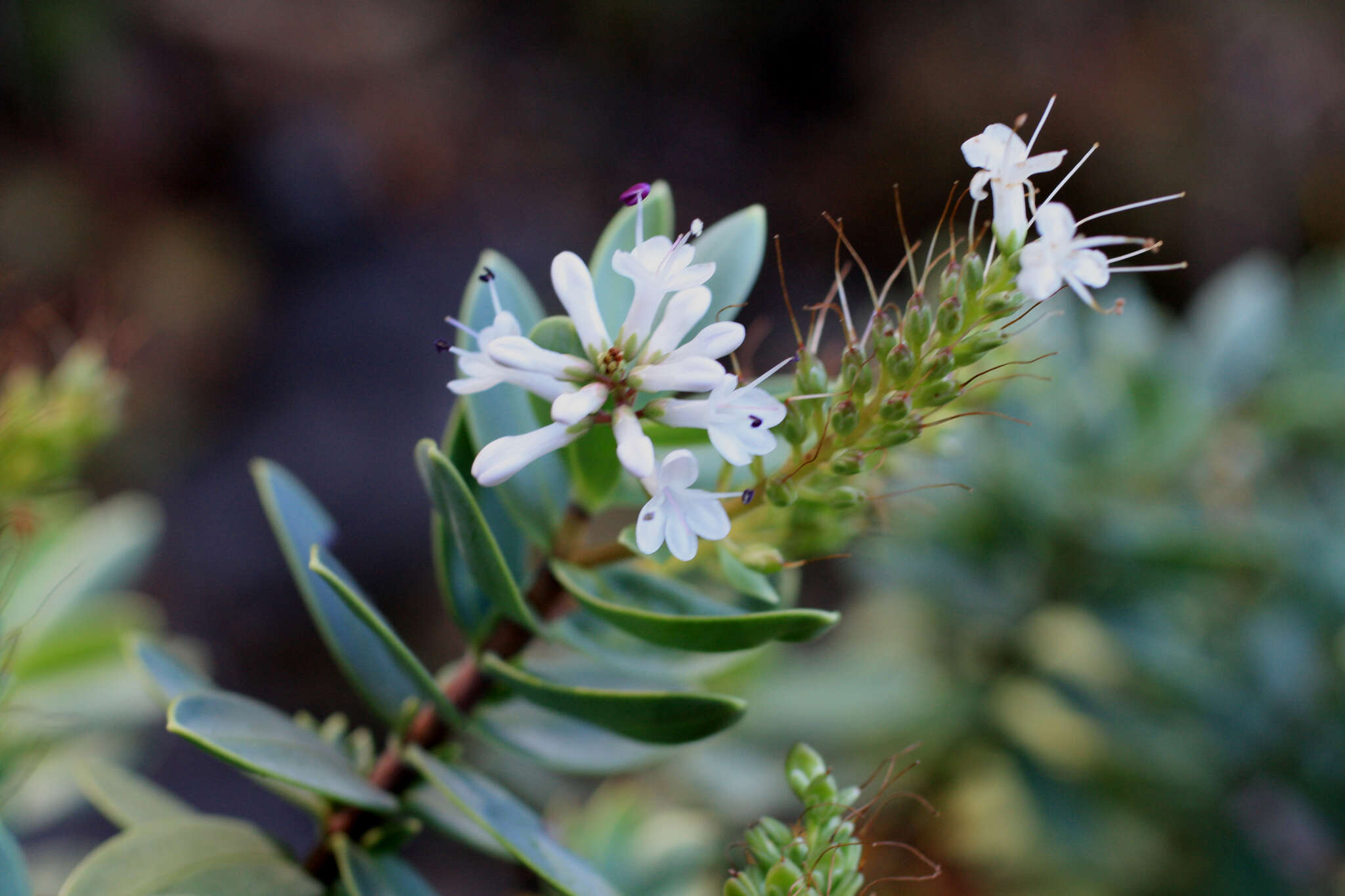 Image of Veronica albicans Petrie