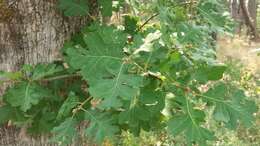 Sivun Quercus garryana var. garryana kuva