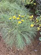 Imagem de Sonchus wildpretii U. & A. Reifenberger