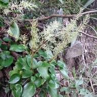 Image of Peperomia peltigera C. DC.