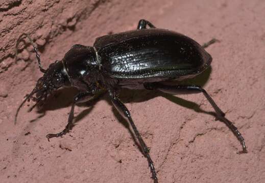 Слика од Calosoma (Carabosoma) marginale Casey 1897