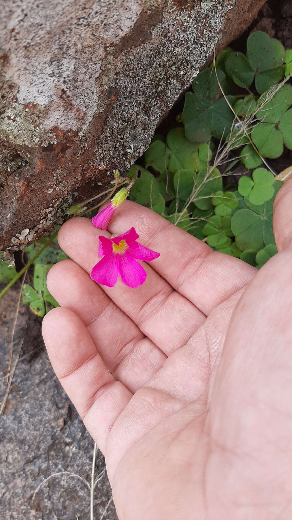 Image of red-flower woodsorrel