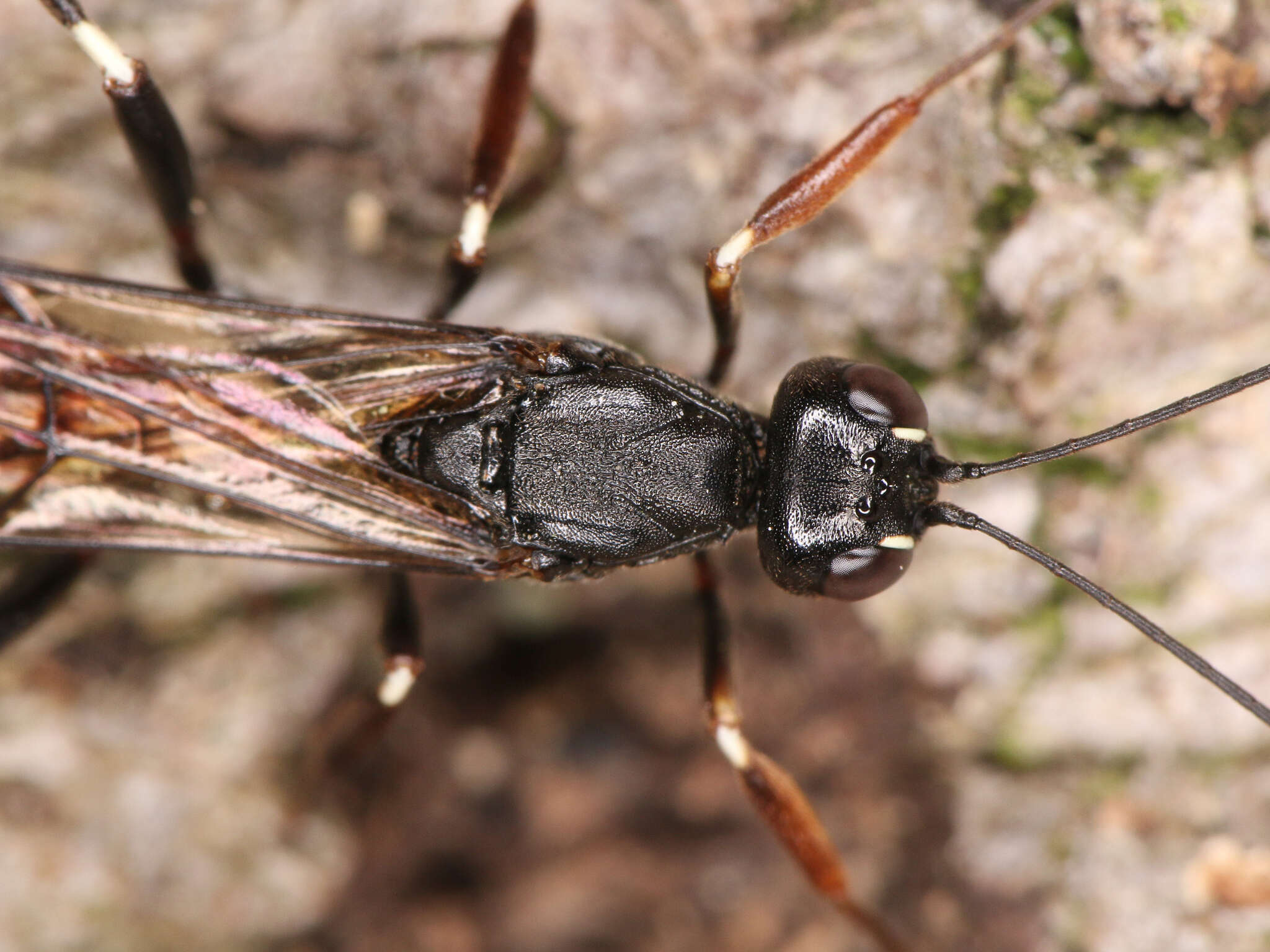 Image of Xorides sepulchralis (Holmgren 1860)