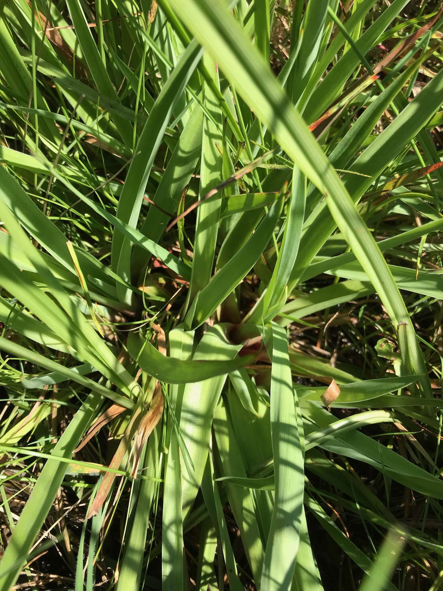 Слика од Juncus lomatophyllus Spreng.