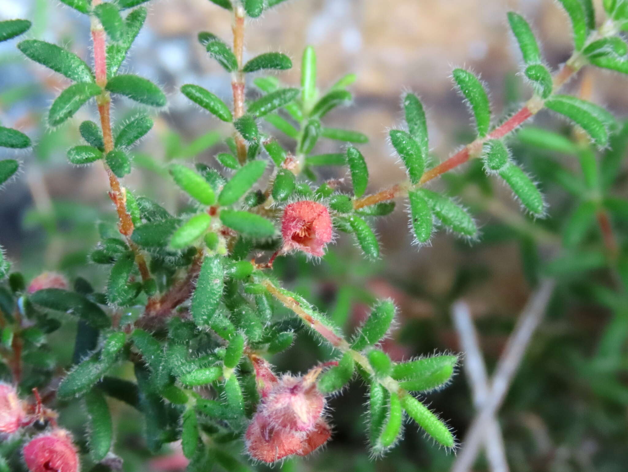 Image of bloodbell heath